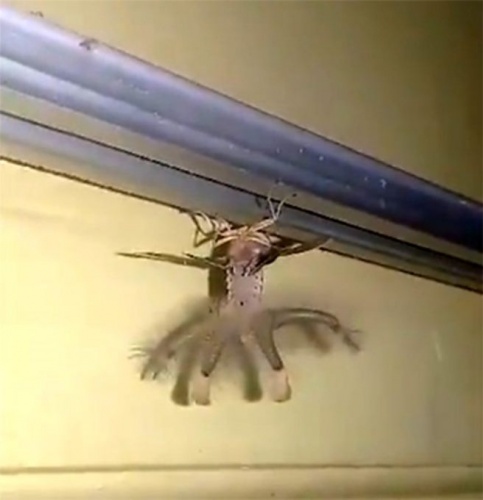 Evin içinde ortaya çıkan yaratık korkuttu! 5