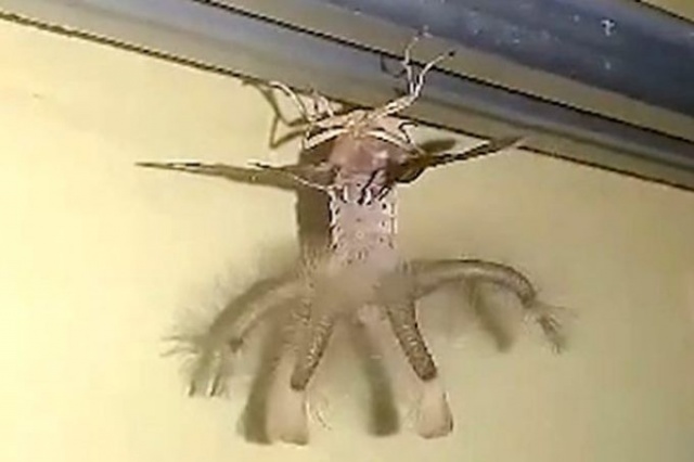 Evin içinde ortaya çıkan yaratık korkuttu! 4