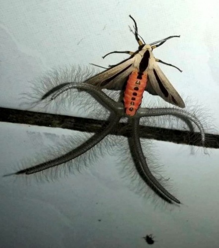 Evin içinde ortaya çıkan yaratık korkuttu! 6