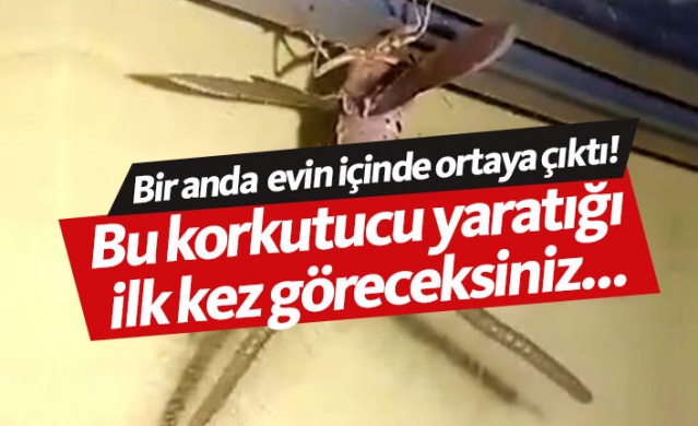 Evin içinde ortaya çıkan yaratık korkuttu! 1