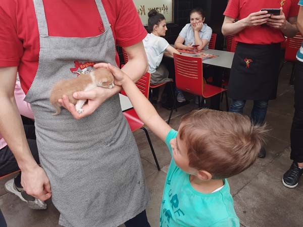 Rize’de kedi kurtarma operasyonu 4