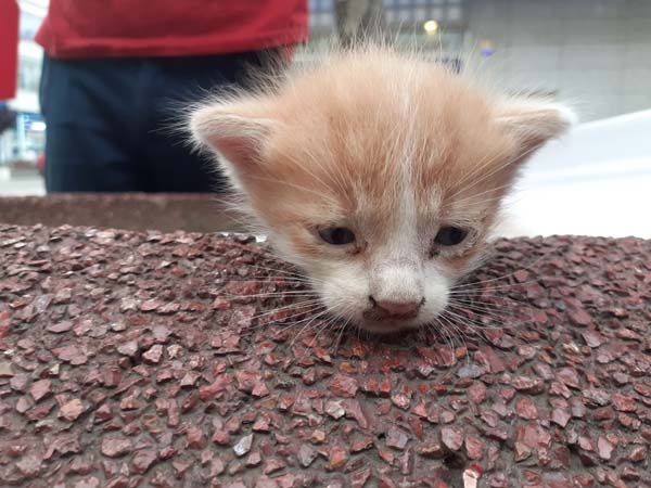 Rize’de kedi kurtarma operasyonu 5