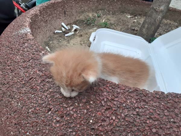 Rize’de kedi kurtarma operasyonu 7