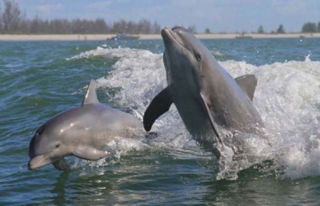 Vahşi hayvanların muhteşem fotoğrafları 4