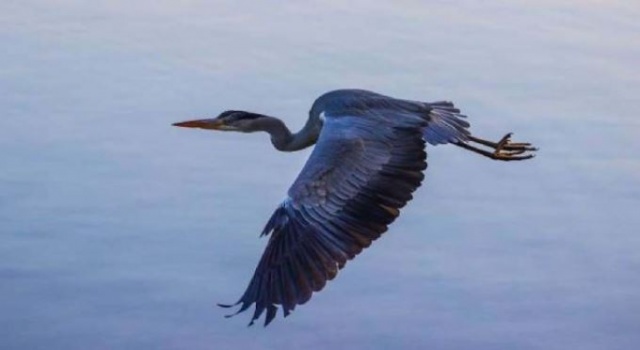 Vahşi hayvanların muhteşem fotoğrafları 6