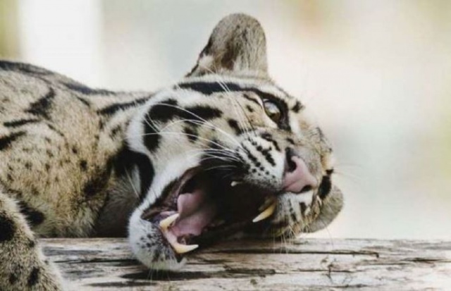 Vahşi hayvanların muhteşem fotoğrafları 7