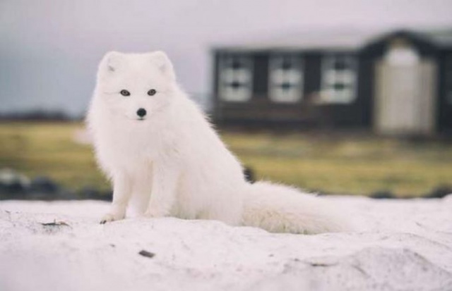 Vahşi hayvanların muhteşem fotoğrafları 11