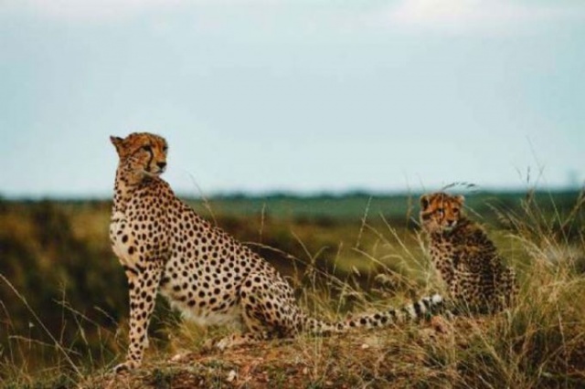 Vahşi hayvanların muhteşem fotoğrafları 12