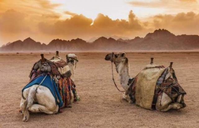 Vahşi hayvanların muhteşem fotoğrafları 15