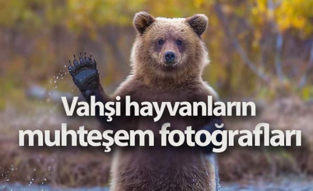 Vahşi hayvanların muhteşem fotoğrafları 1