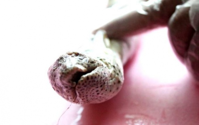 Balıkçıları korkutan av! 7