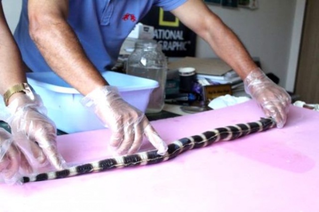 Balıkçıları korkutan av! 6