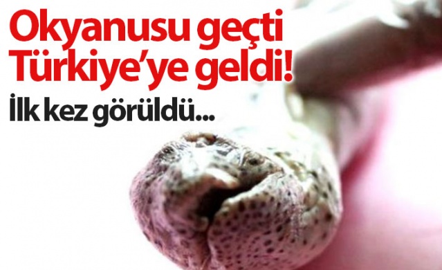 Balıkçıları korkutan av! 1