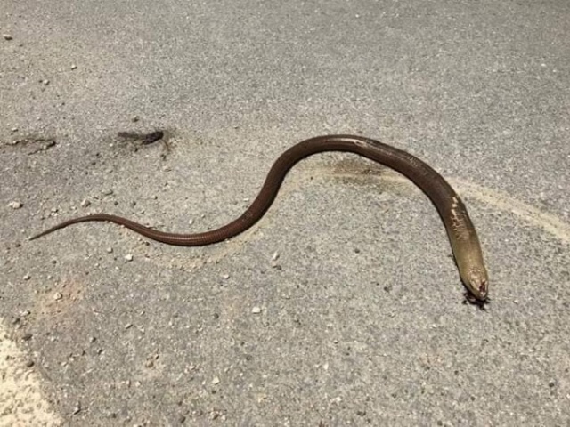 Sakın yılan sanıp öldürmeyin! 4