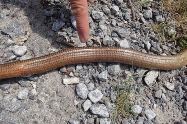 Sakın yılan sanıp öldürmeyin! 3