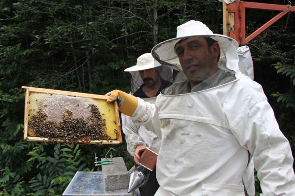Rize'de arıcıların zorlu mesaisi başladı 3