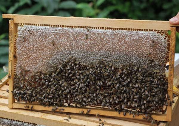 Rize'de arıcıların zorlu mesaisi başladı 8