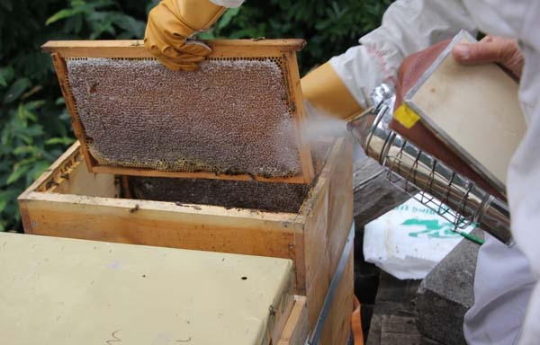 Rize'de arıcıların zorlu mesaisi başladı 4