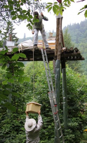 Rize'de arıcıların zorlu mesaisi başladı 5