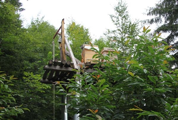 Rize'de arıcıların zorlu mesaisi başladı 7