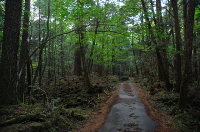 Bu orman bildiğinizden farklı! 12