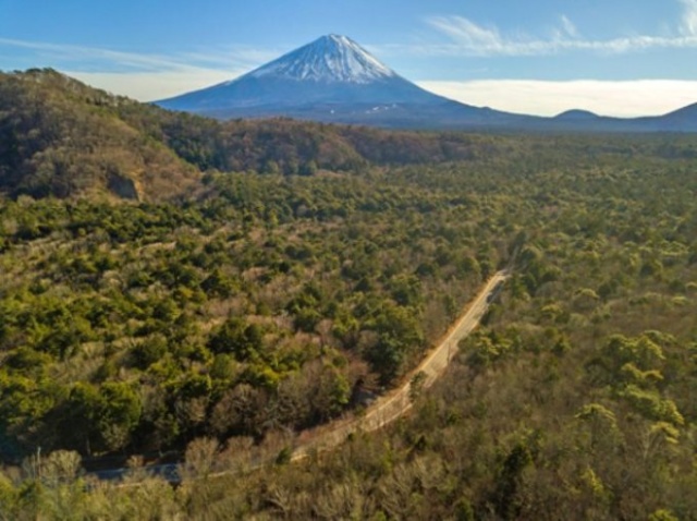 Bu orman bildiğinizden farklı! 11