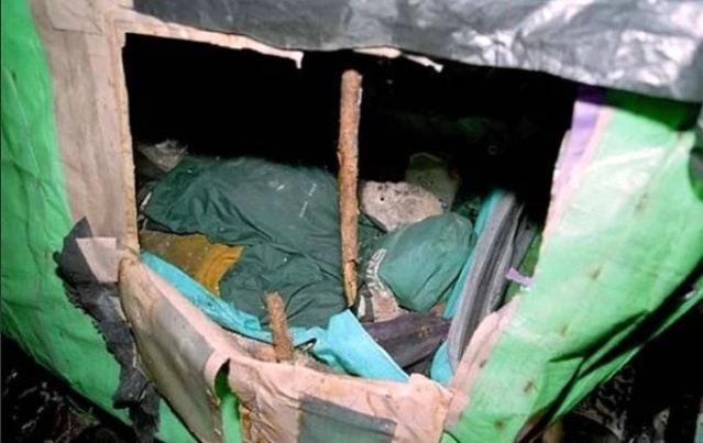 Bu orman bildiğinizden farklı! 6