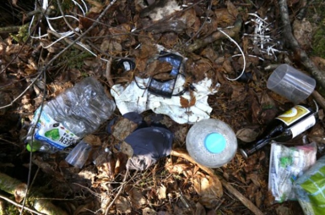 Bu orman bildiğinizden farklı! 10