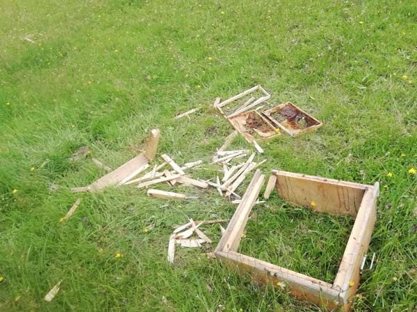 Rize’de aç kalan ayılar kovanları parçaladı 3