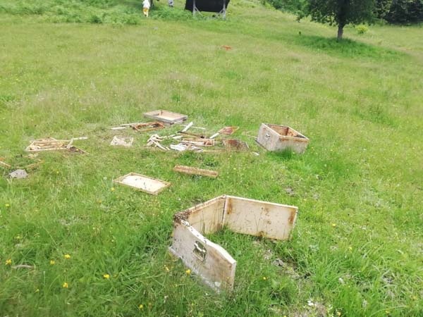 Rize’de aç kalan ayılar kovanları parçaladı 2