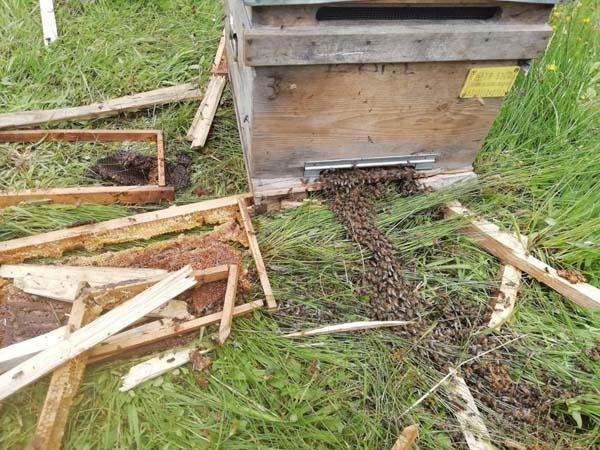 Rize’de aç kalan ayılar kovanları parçaladı 4