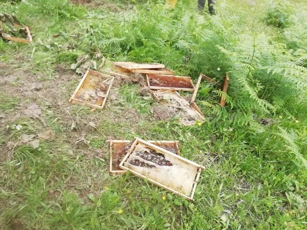 Rize’de aç kalan ayılar kovanları parçaladı 5