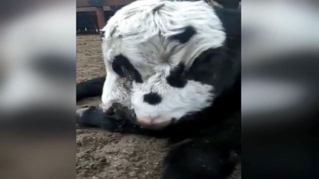 3 gözlü, 2 ağızlı doğdu! 4