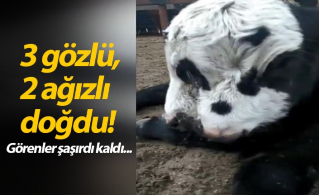 3 gözlü, 2 ağızlı doğdu! 1