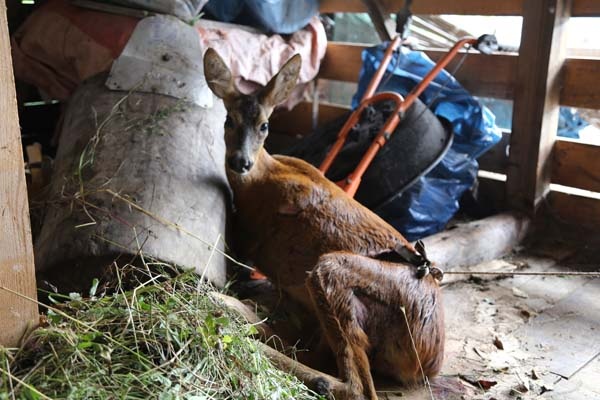 Köpeklerin saldırısına uğrayan karaca tedavi altına alındı 2