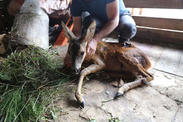 Köpeklerin saldırısına uğrayan karaca tedavi altına alındı 5