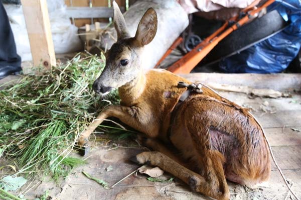 Köpeklerin saldırısına uğrayan karaca tedavi altına alındı 6