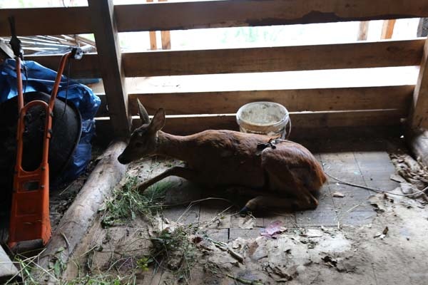 Köpeklerin saldırısına uğrayan karaca tedavi altına alındı 3