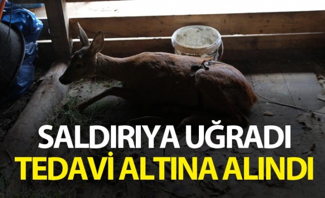 Köpeklerin saldırısına uğrayan karaca tedavi altına alındı 1