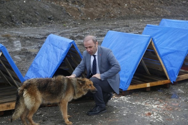 Ordu’da sokak hayvanlarına kulübe 2