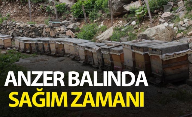 Anzer Balı sağıma hazırlanıyor 1