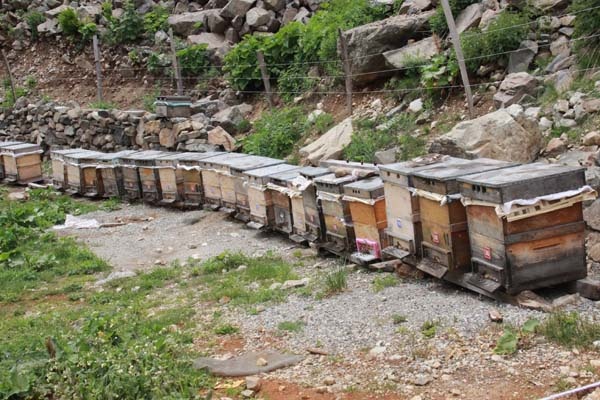 Anzer Balı sağıma hazırlanıyor 4