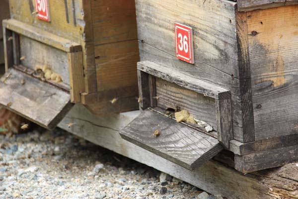 Anzer Balı sağıma hazırlanıyor 2