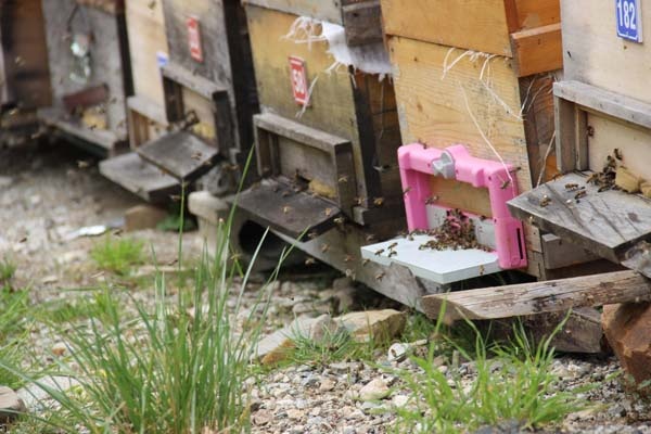 Anzer Balı sağıma hazırlanıyor 8