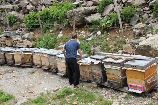 Anzer Balı sağıma hazırlanıyor 7
