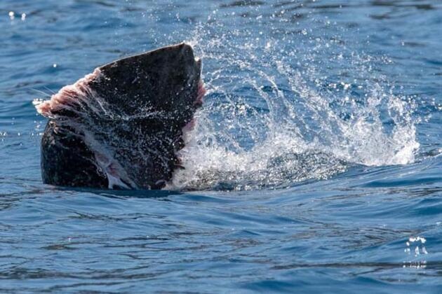 300 kiloluk dev böyle görüntülendi 4