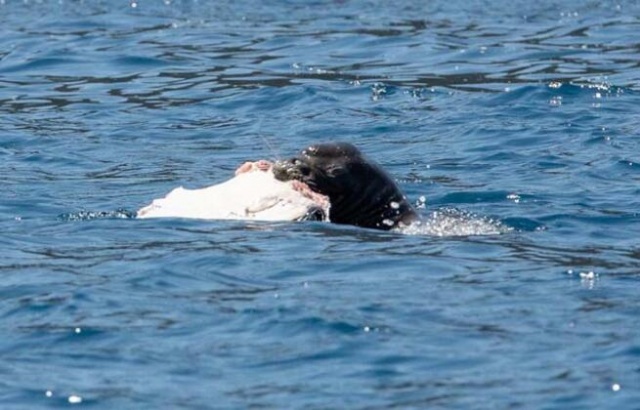 300 kiloluk dev böyle görüntülendi 3