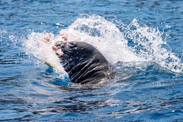 300 kiloluk dev böyle görüntülendi 6