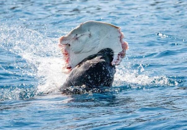 300 kiloluk dev böyle görüntülendi 5