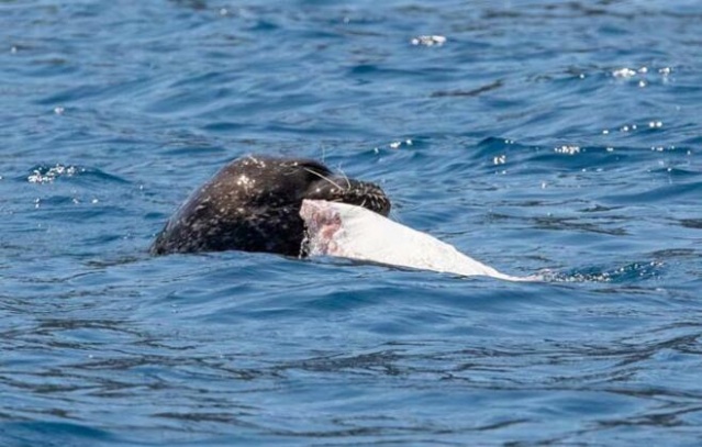 300 kiloluk dev böyle görüntülendi 2